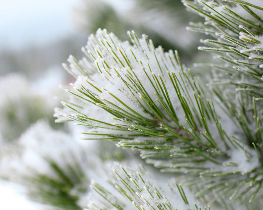A Delicate Dusting