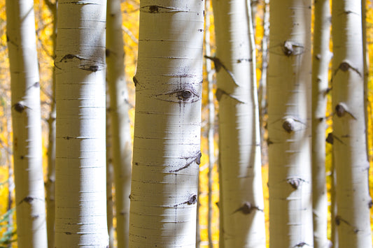 Aspens In The Fall