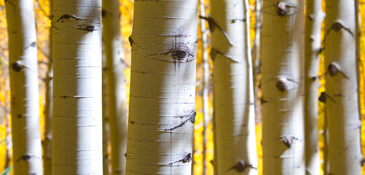Aspens In The Fall - Wide Aspect Ratio