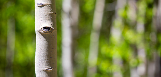 Aspens In The Spring - Wide Ratio