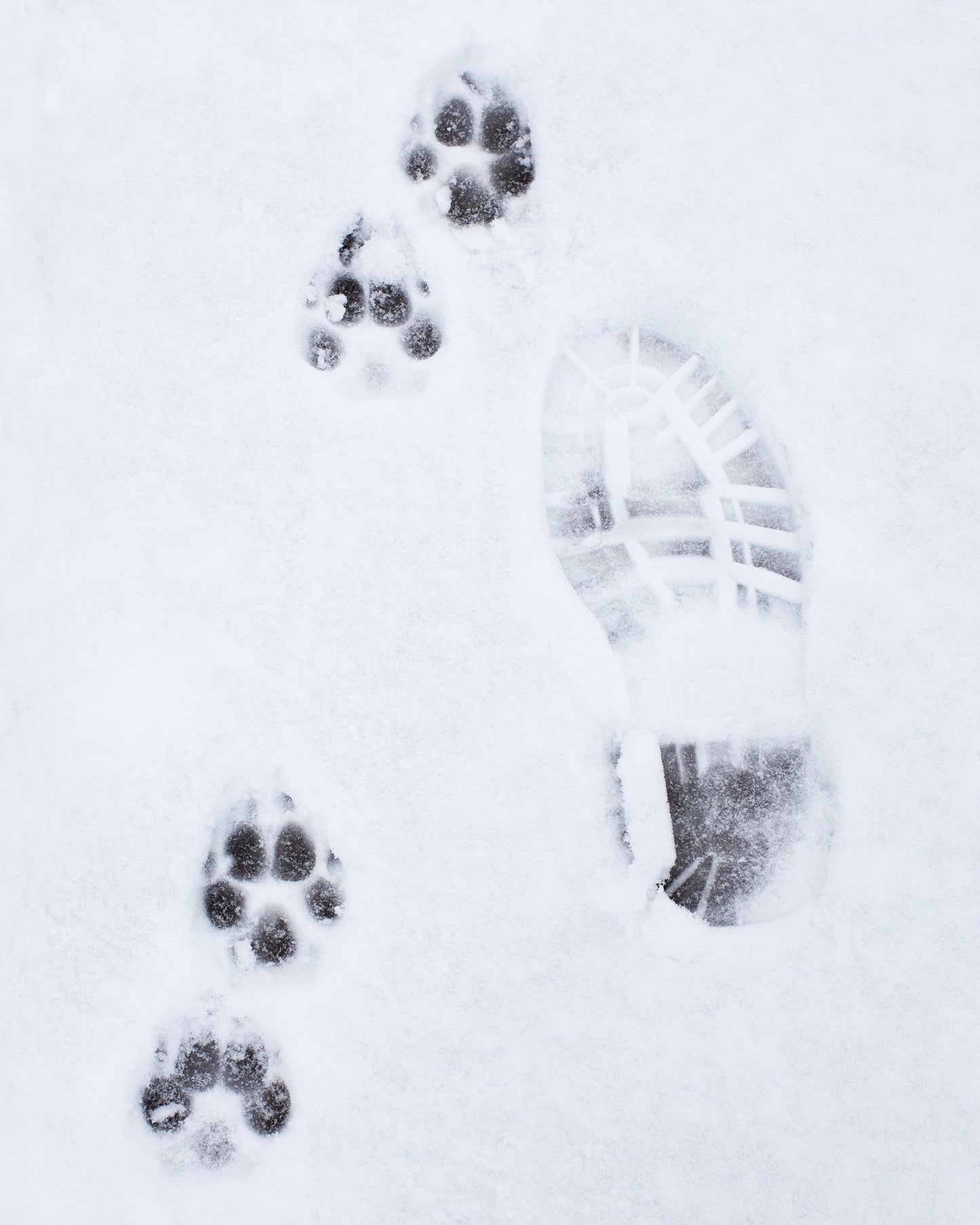 Foot Paw Prints