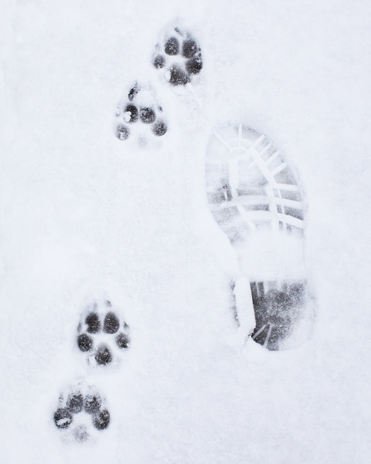 Foot Paw Prints