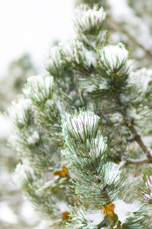 Freshly Dusted