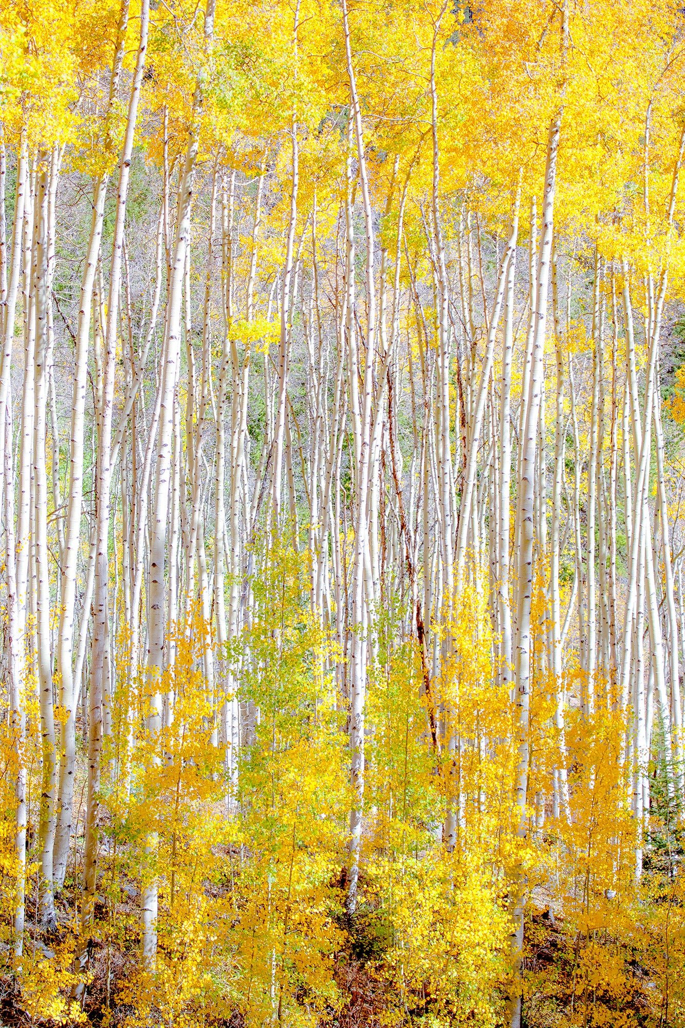 Grande Skinny Aspens