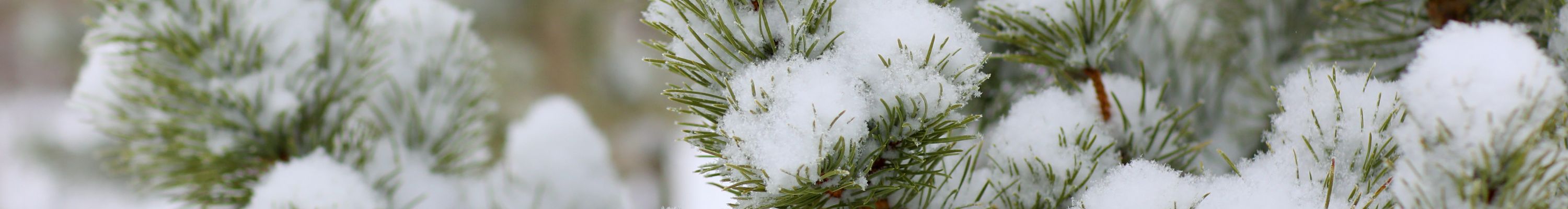 Landscape and Nature Photography of Fresh Snow in Pine Trees
