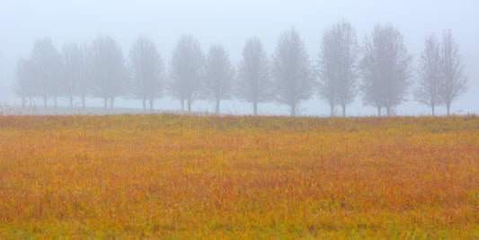 Treeline In The Fog