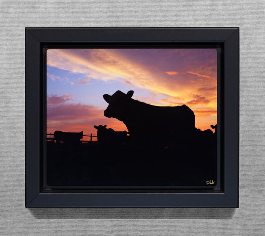 A Bovine Sunrise - 8x10 Metal Print in Wood Float Frame