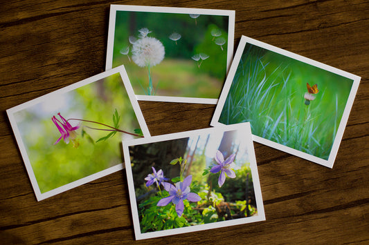 Flowers and Meadows