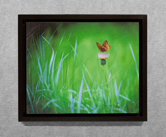 The Meadow Butterfly - Cradled Wood Panel