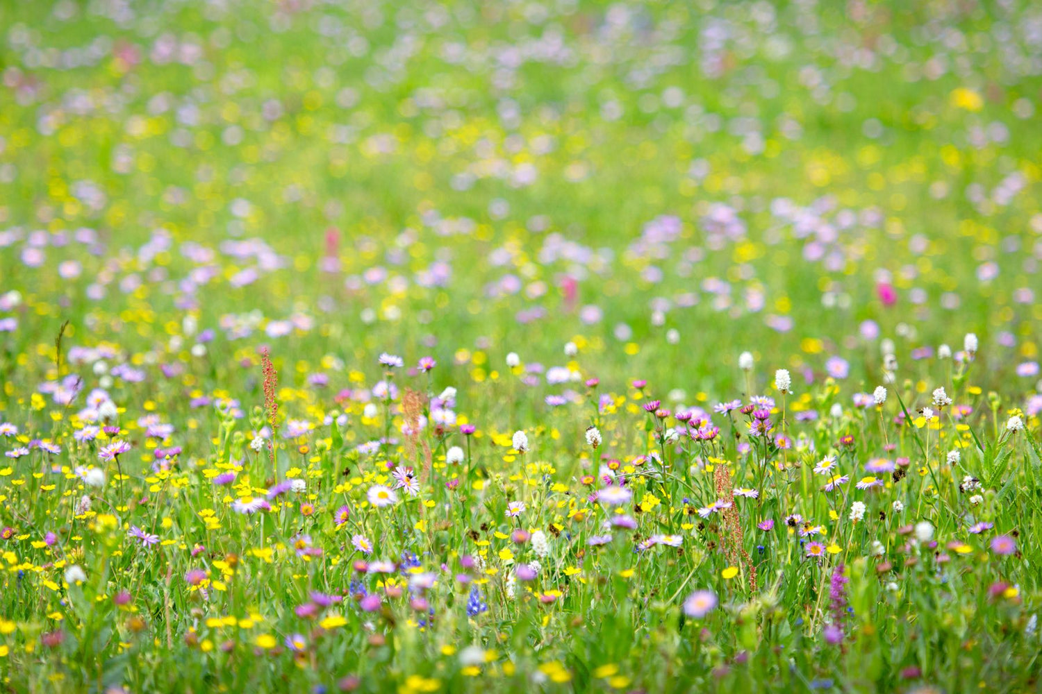 Flowers and Meadows