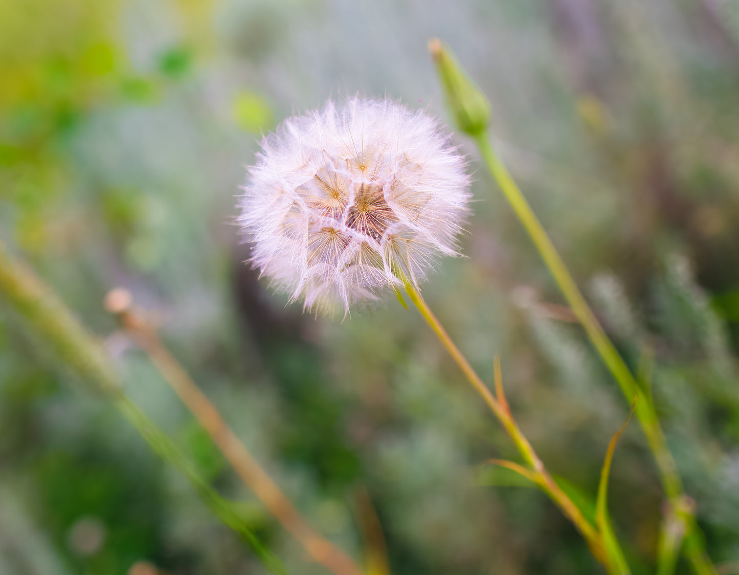 A Dandy Lion