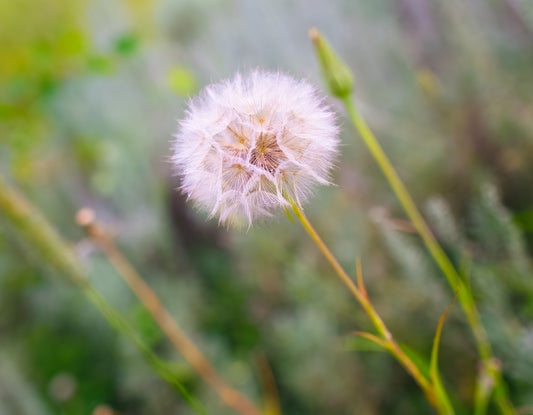 A Dandy Lion