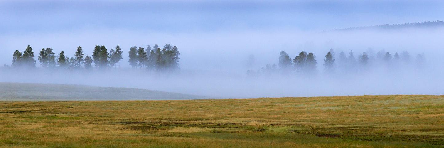 Foggy Morning