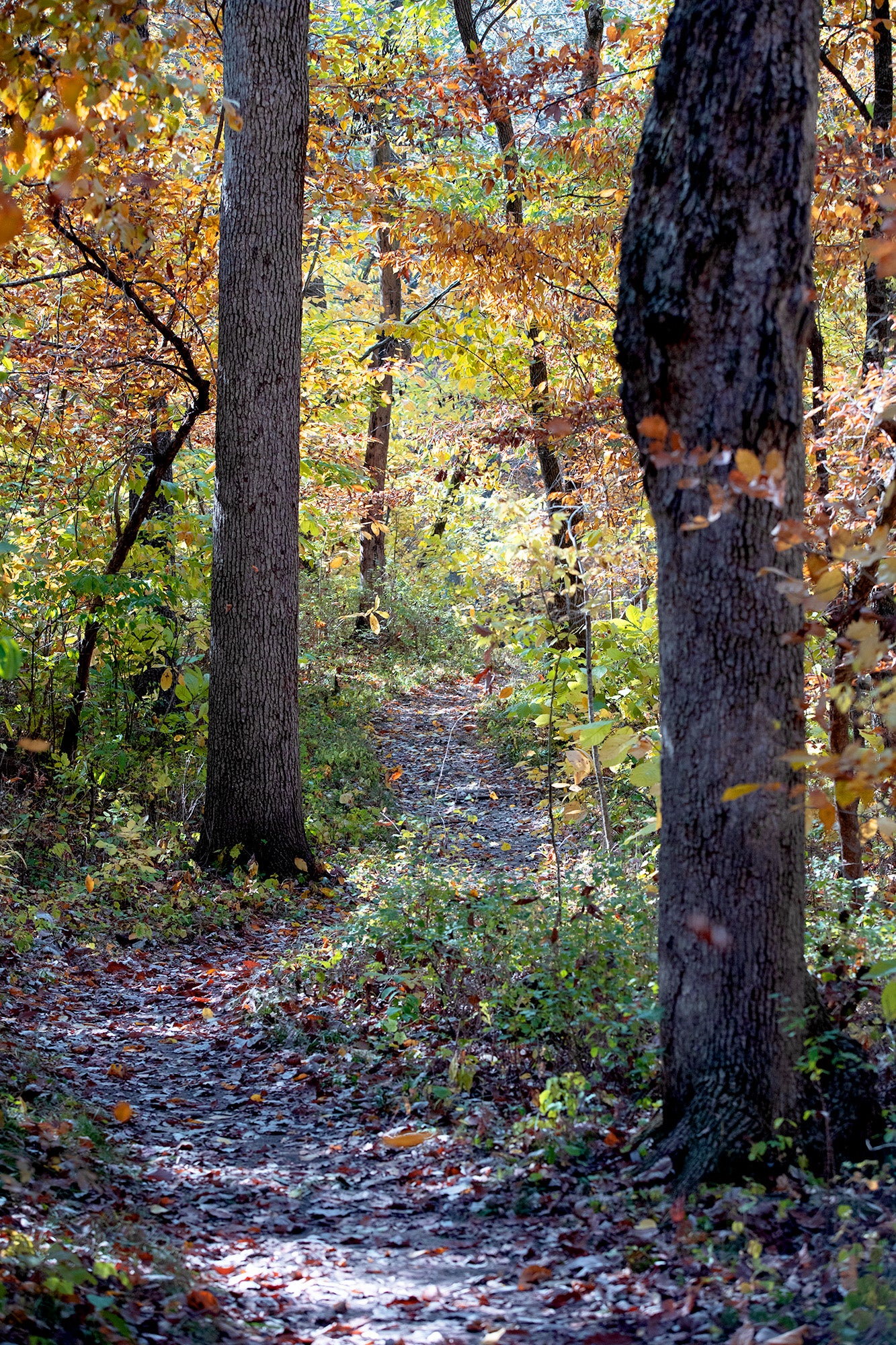 A Path in the Woods