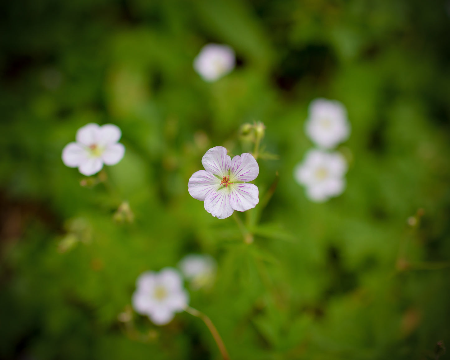 Alberta Trail Wildflowers