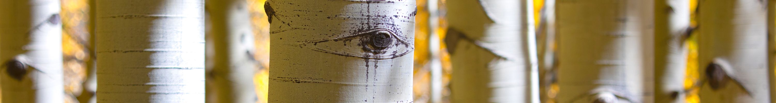 Landscape and Nature Photography of Aspen Trees in the Fall