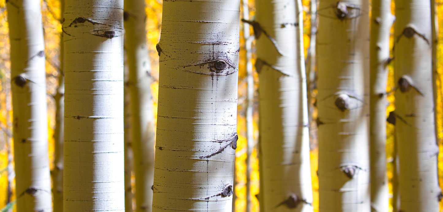 Aspens In The Fall - Wide Aspect Ratio