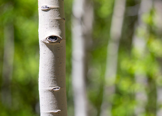 Aspens In The Spring