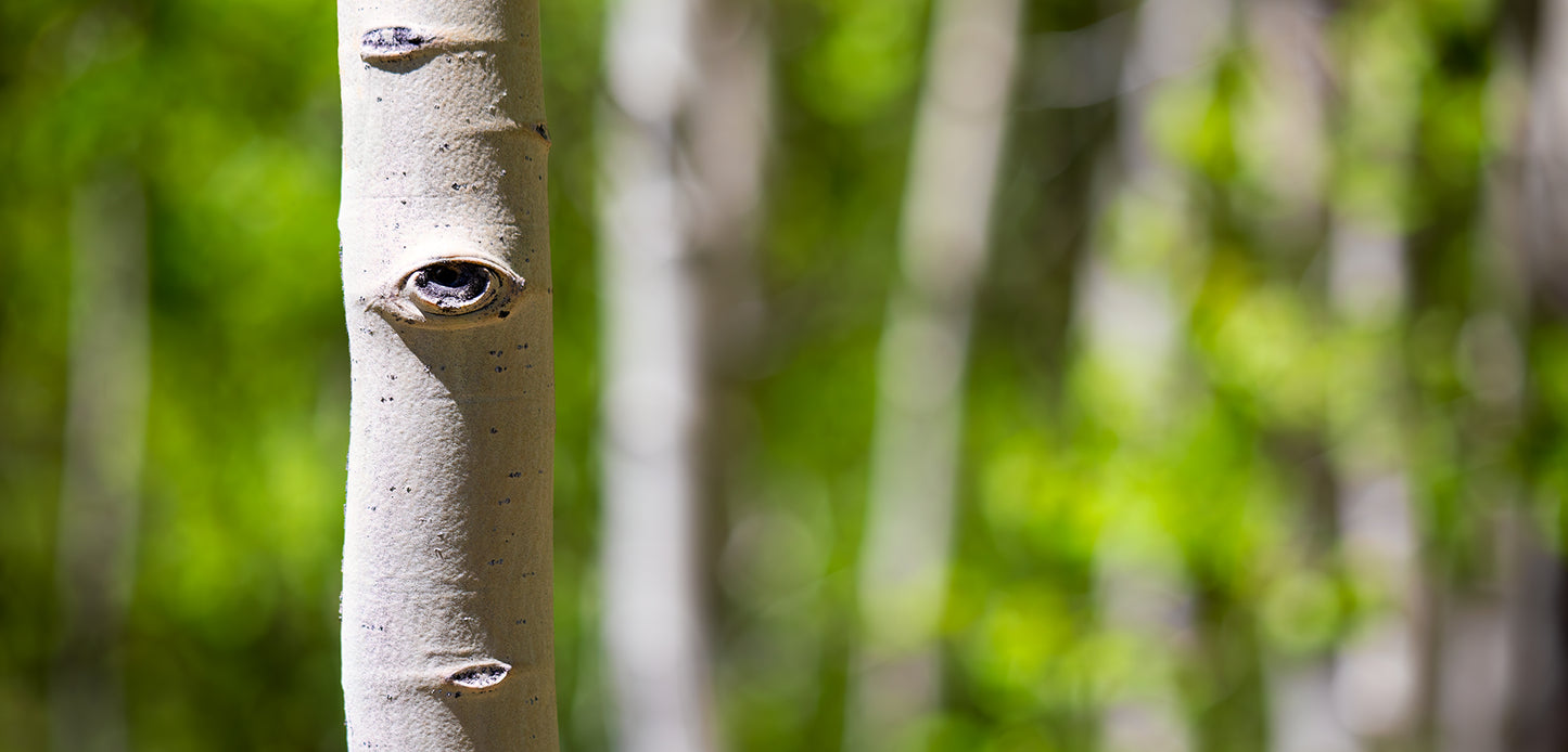 Aspens In The Spring - Wide Ratio