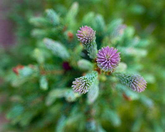 Baby Pine Top