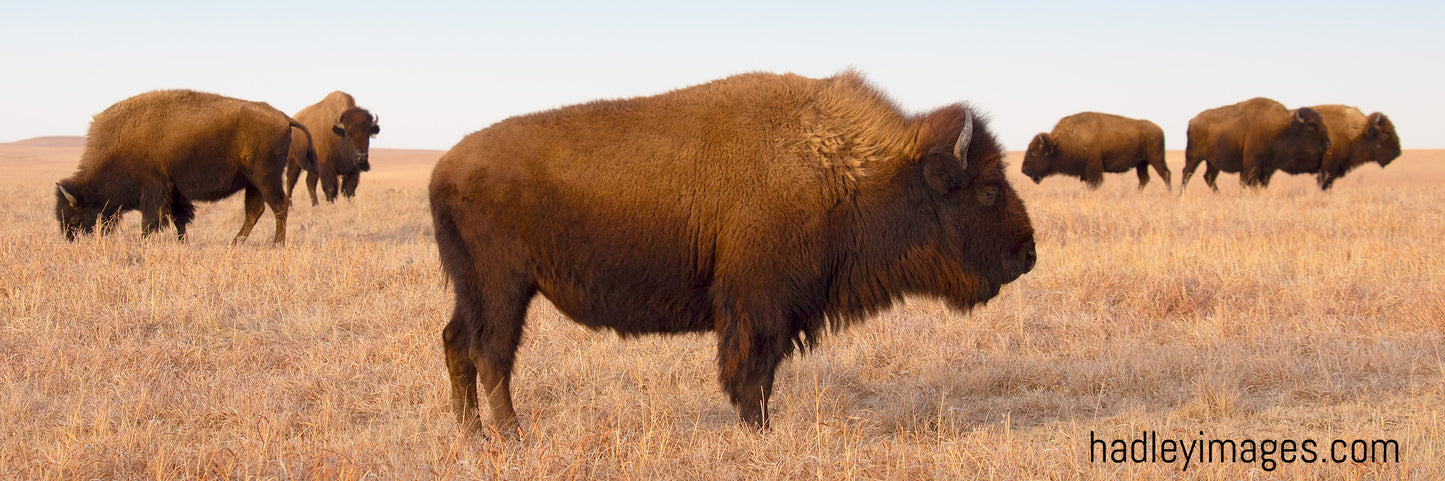 Bison of the Hills - Extra Wide Ratio