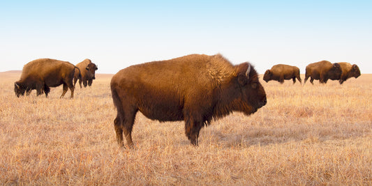 Bison of the Hills - Wide