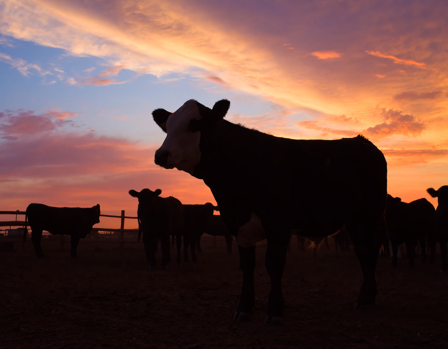 A Bovine Sunrise