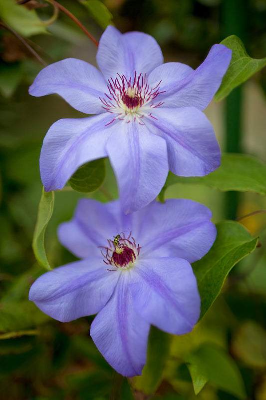 The Clematis Twins