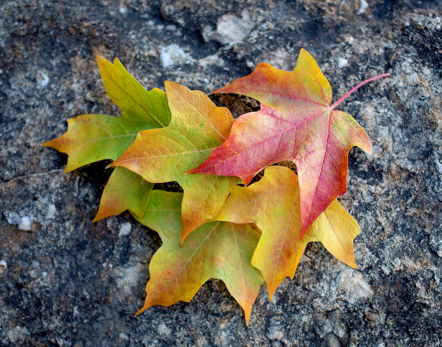 Fallen Maple Leaves