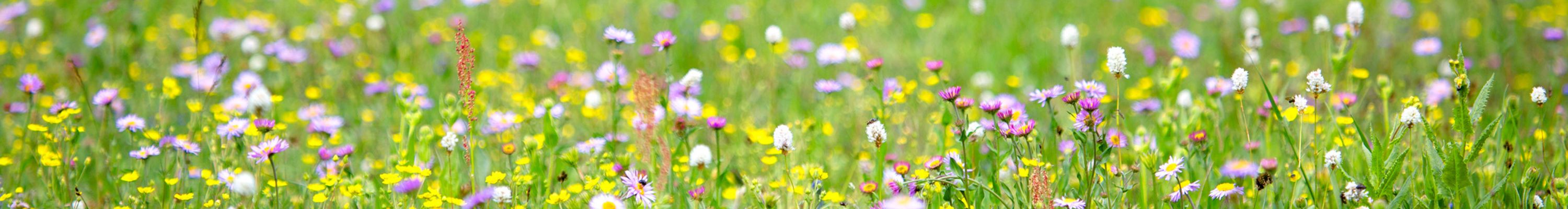 Nature Photography of a field of Wildflowers in the Rocky Mountains