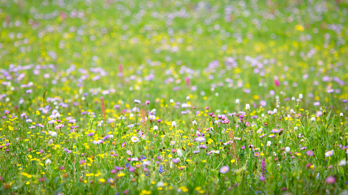 A Meadow of Wildflowers