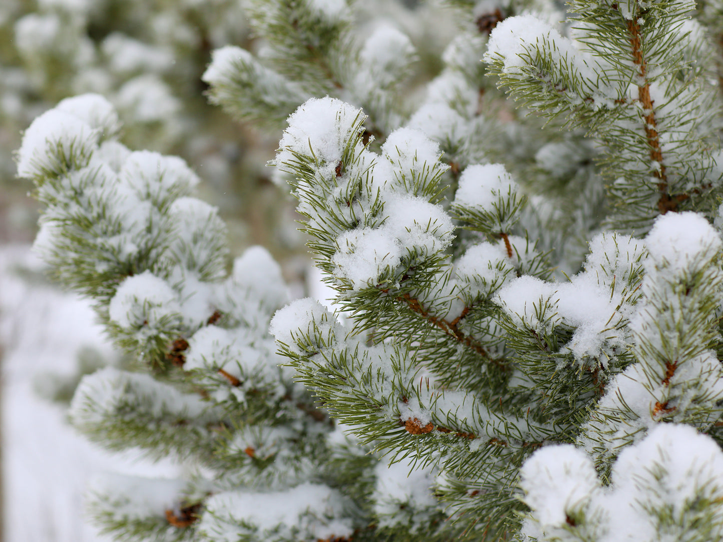 Lil' Snowballs