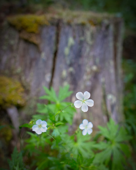 The Mossy Stump