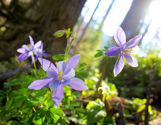 Mountain Columbine