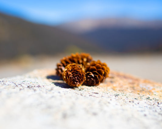 Mountain Top Pinecones