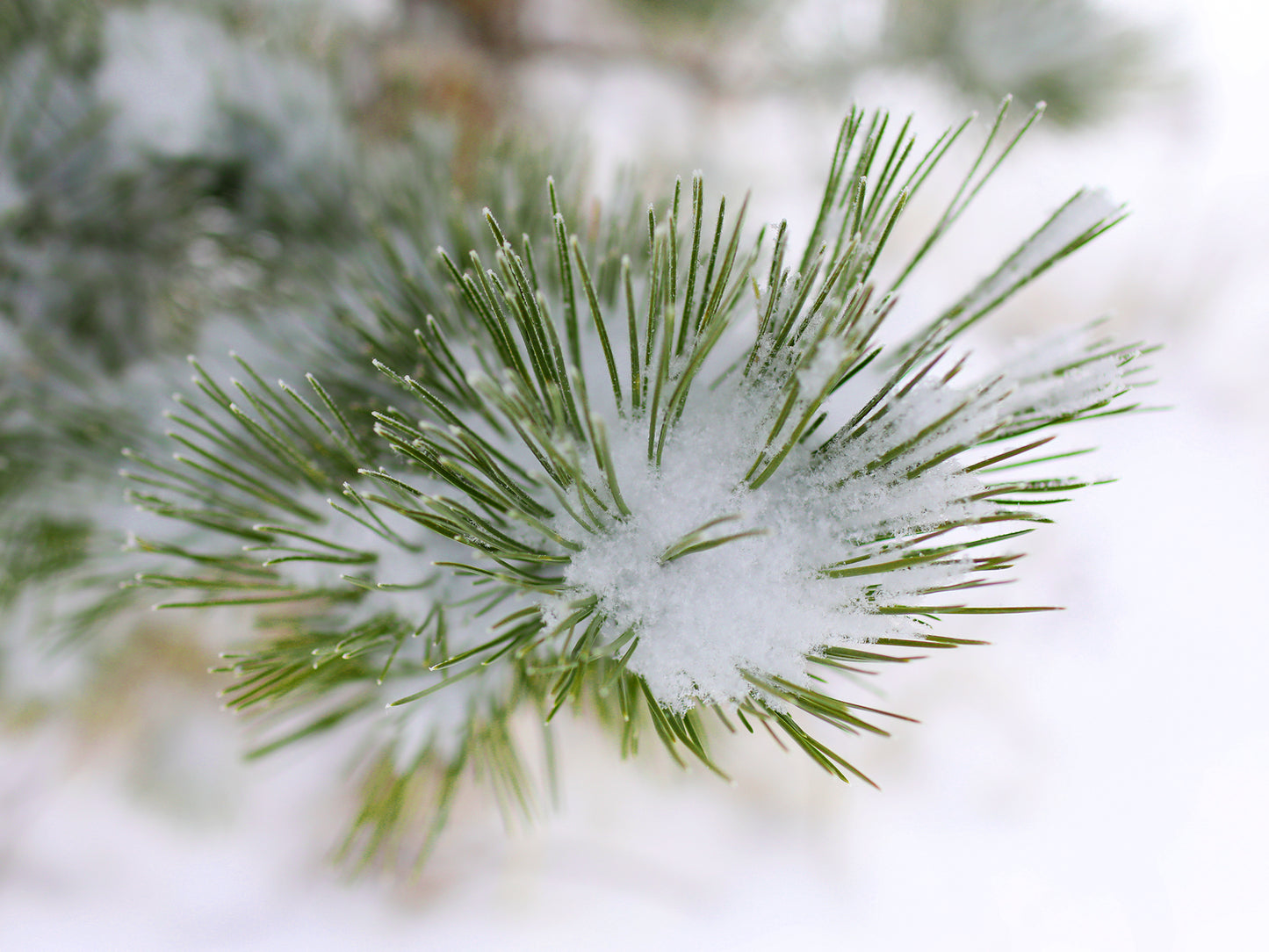 Powder Burst