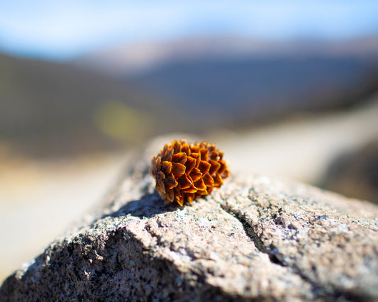 Rocky Top Pinecone