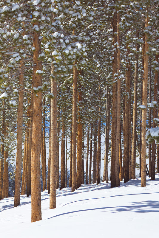 Snowy Pines