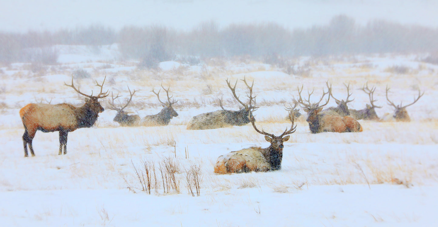 The Boys Of Winter