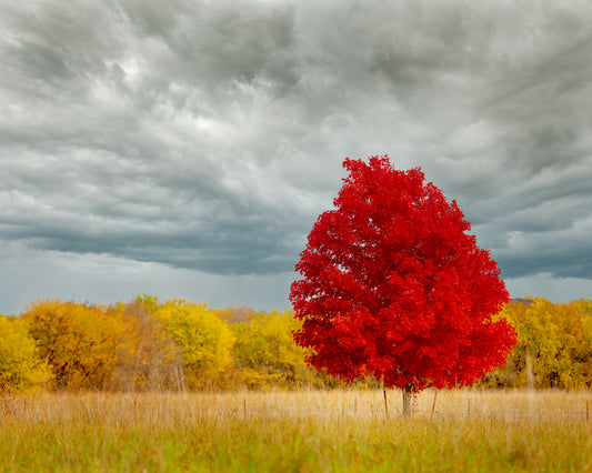 The Lone Maple