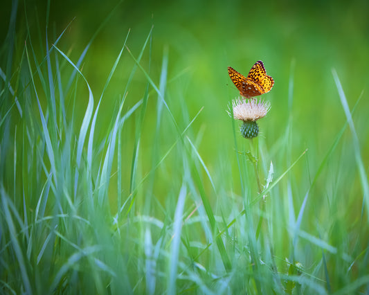 The Meadow Butterfly