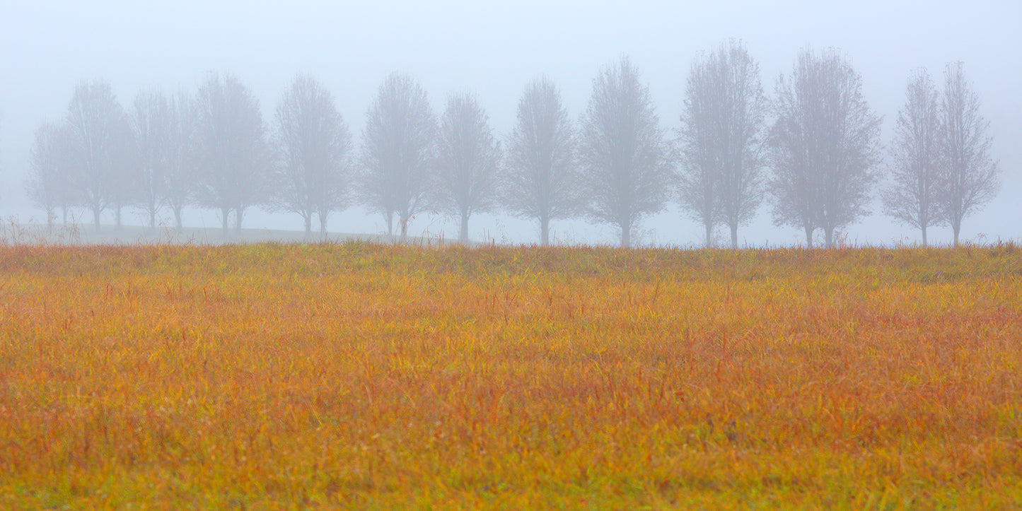 Treeline In The Fog