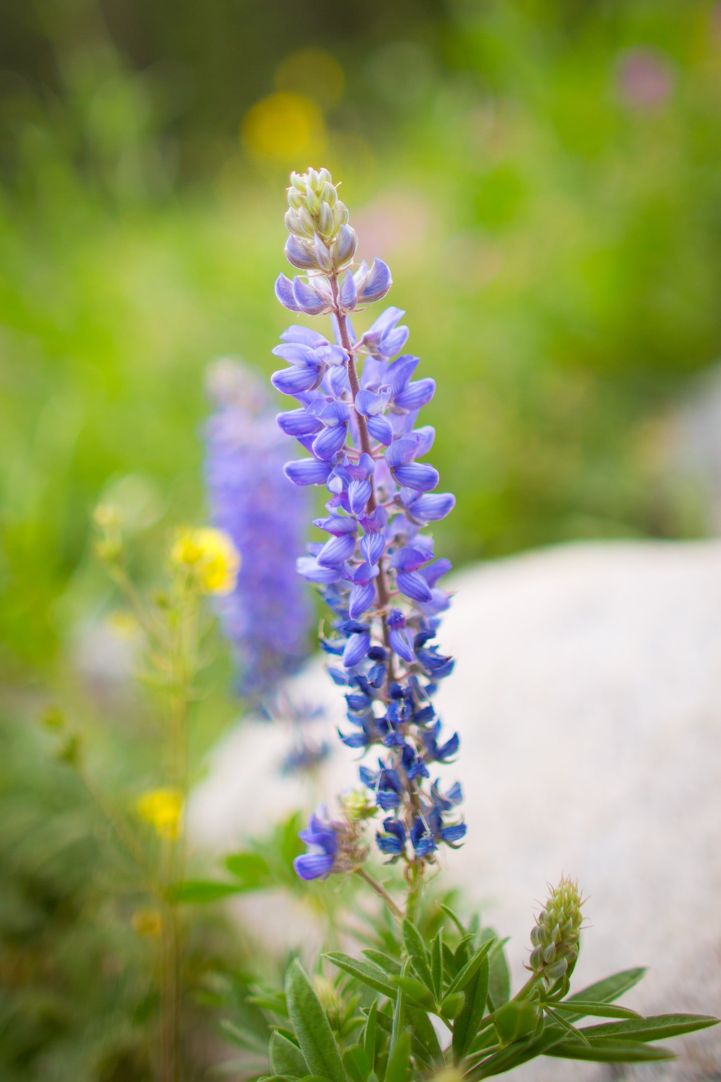 Wild Purple Lupine