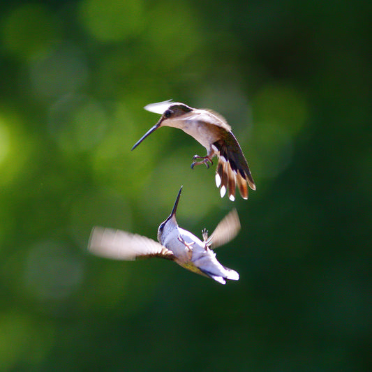 Winged Battle