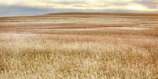 Prairie Grasses