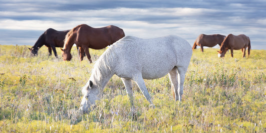 Grazing In The Flint Hills