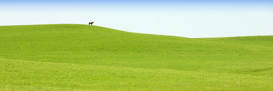 Flint Hills Sentry