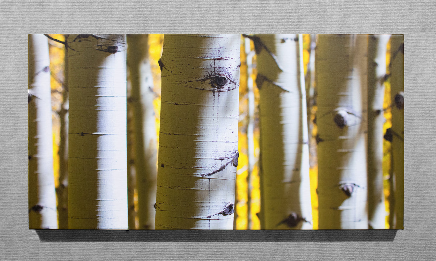 Aspens in The Fall - 15x30 Canvas Wrap