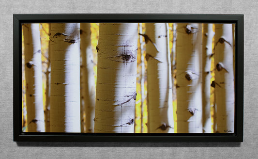 Aspens In The Fall  15x30 Metal Print in Wood Float Frame