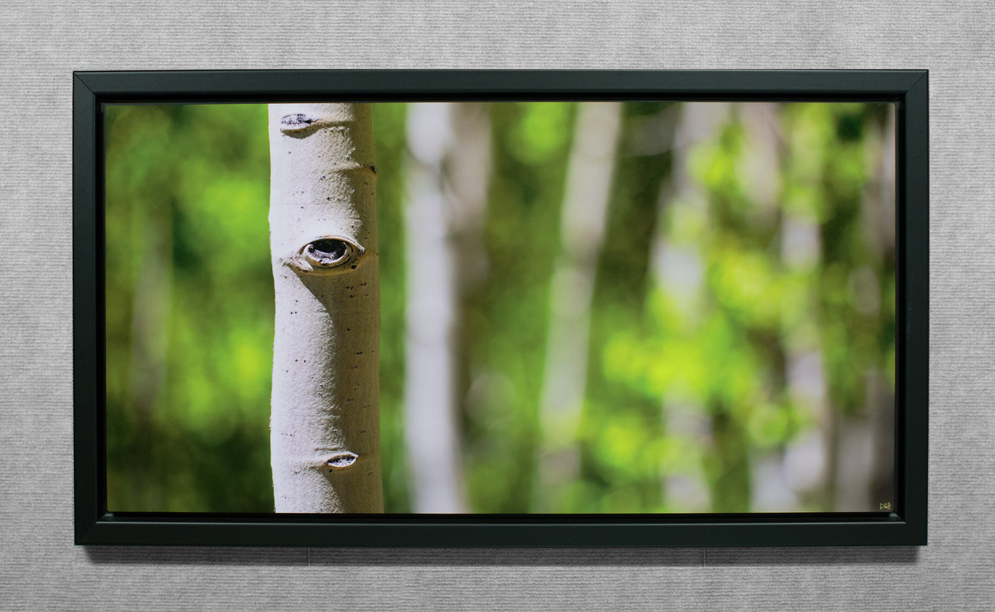 Aspens In The Spring - 15x30 Metal Print in Wood Float Frame